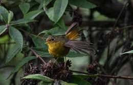 Image of Golden Bush Robin