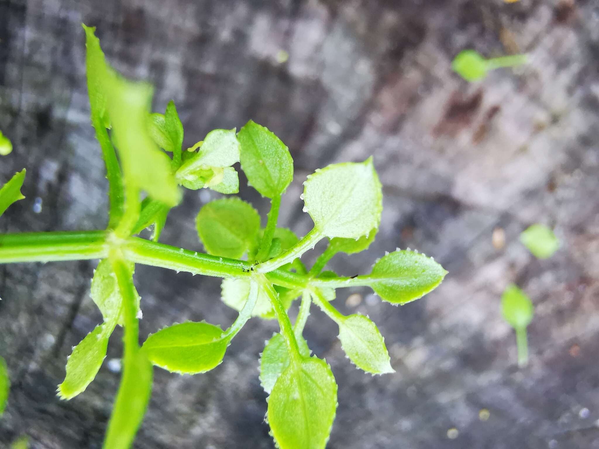 Image of Rubia petiolaris DC.