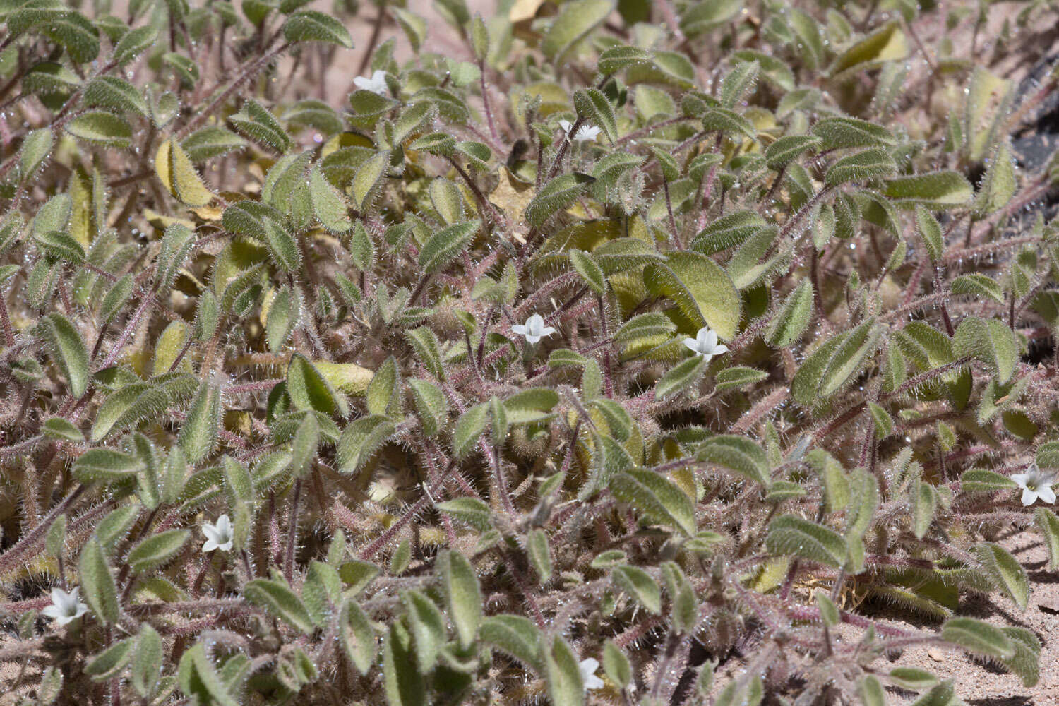 Image de Exodeconus integrifolius (Phil.) B. Axelius