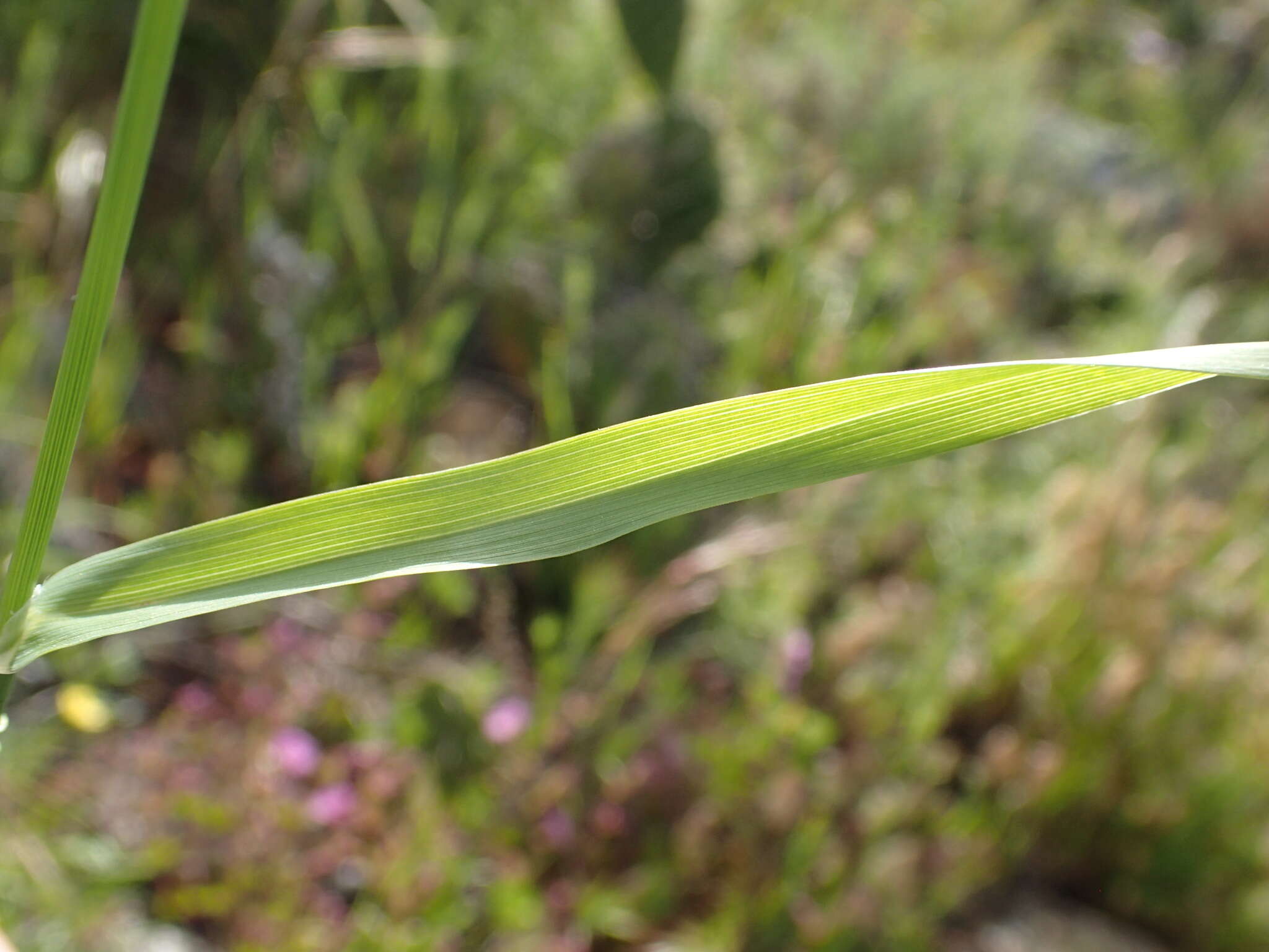 Image of Lemmon's canarygrass