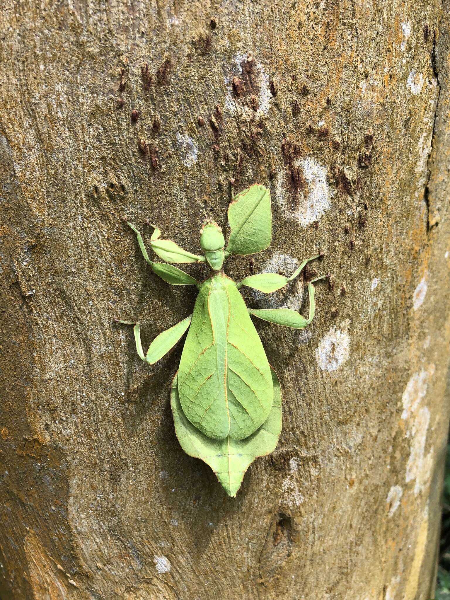 Image of Cryptophyllium westwoodii