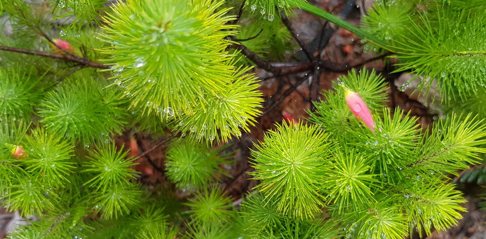 Слика од Astroloma pinifolium (R. Br.) Benth.