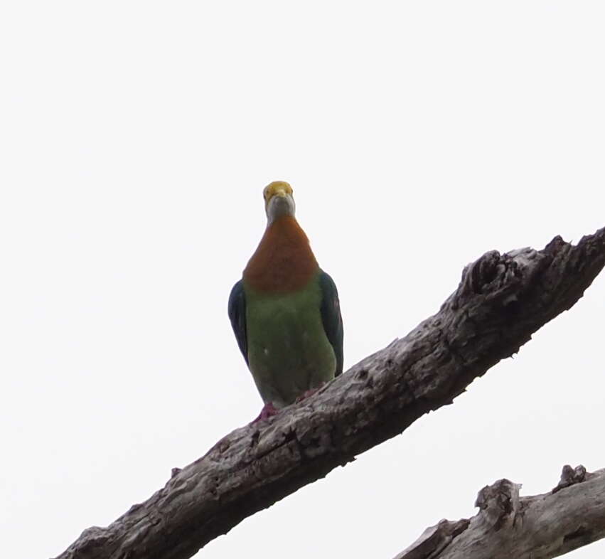 Image of Pink-spotted Fruit Dove