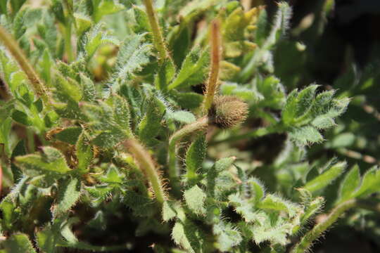 Image of Arctic poppy