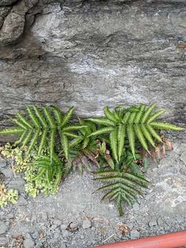 Image of Pteris minor (Hieron.) Y. S. Chao