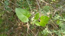 صورة Marsdenia coulteri Hemsl.