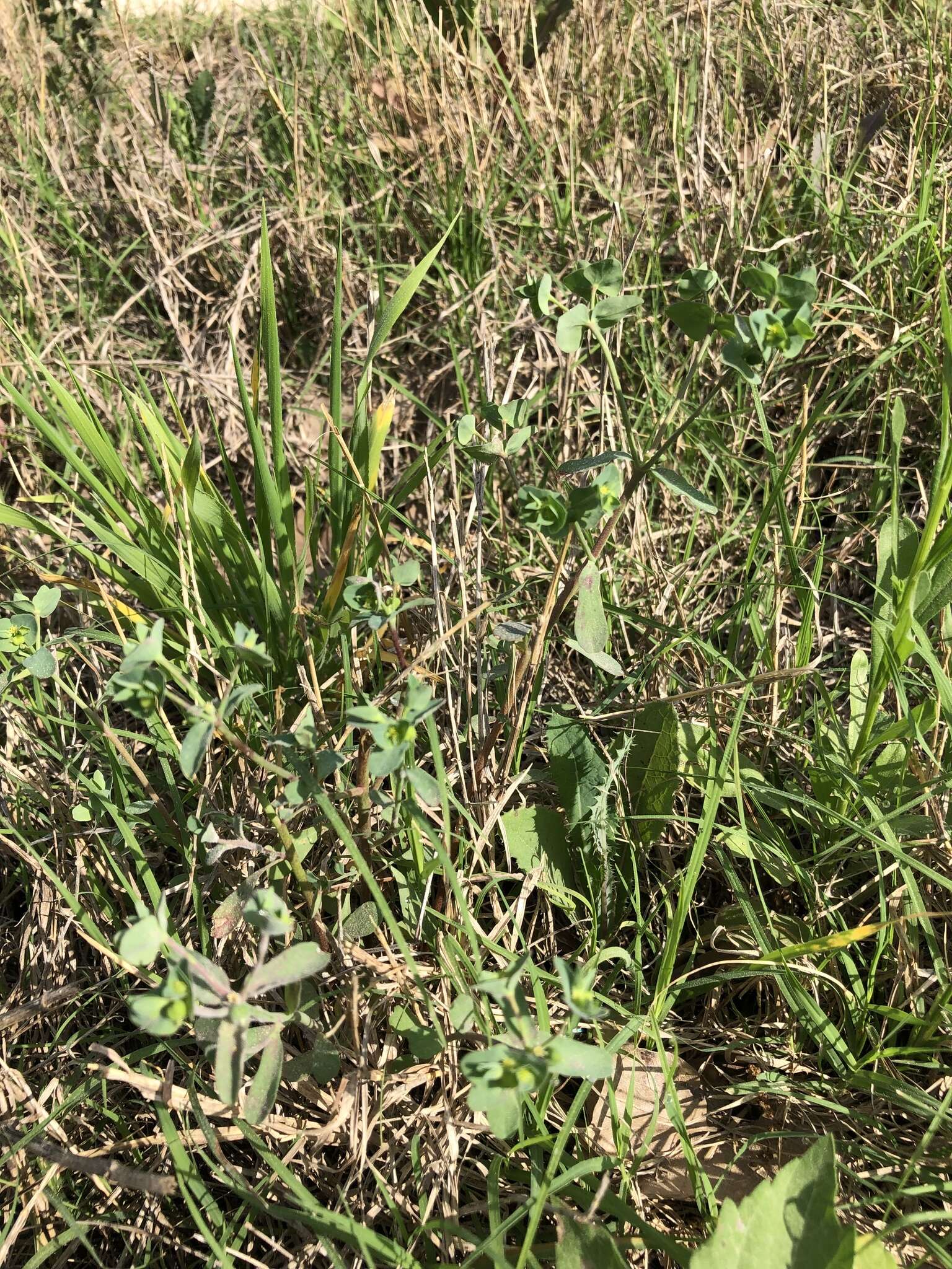 Image of Heller's spurge