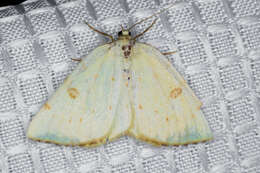 Image of Sulphur Moth