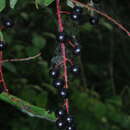 Image of Prunus padus subsp. borealis (A. Blytt) Nyman