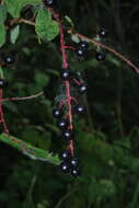 Prunus padus subsp. borealis (A. Blytt) Nyman resmi