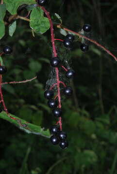 Imagem de Prunus padus subsp. borealis (A. Blytt) Nyman