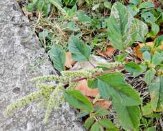 Amaranthus dubius Mart. resmi