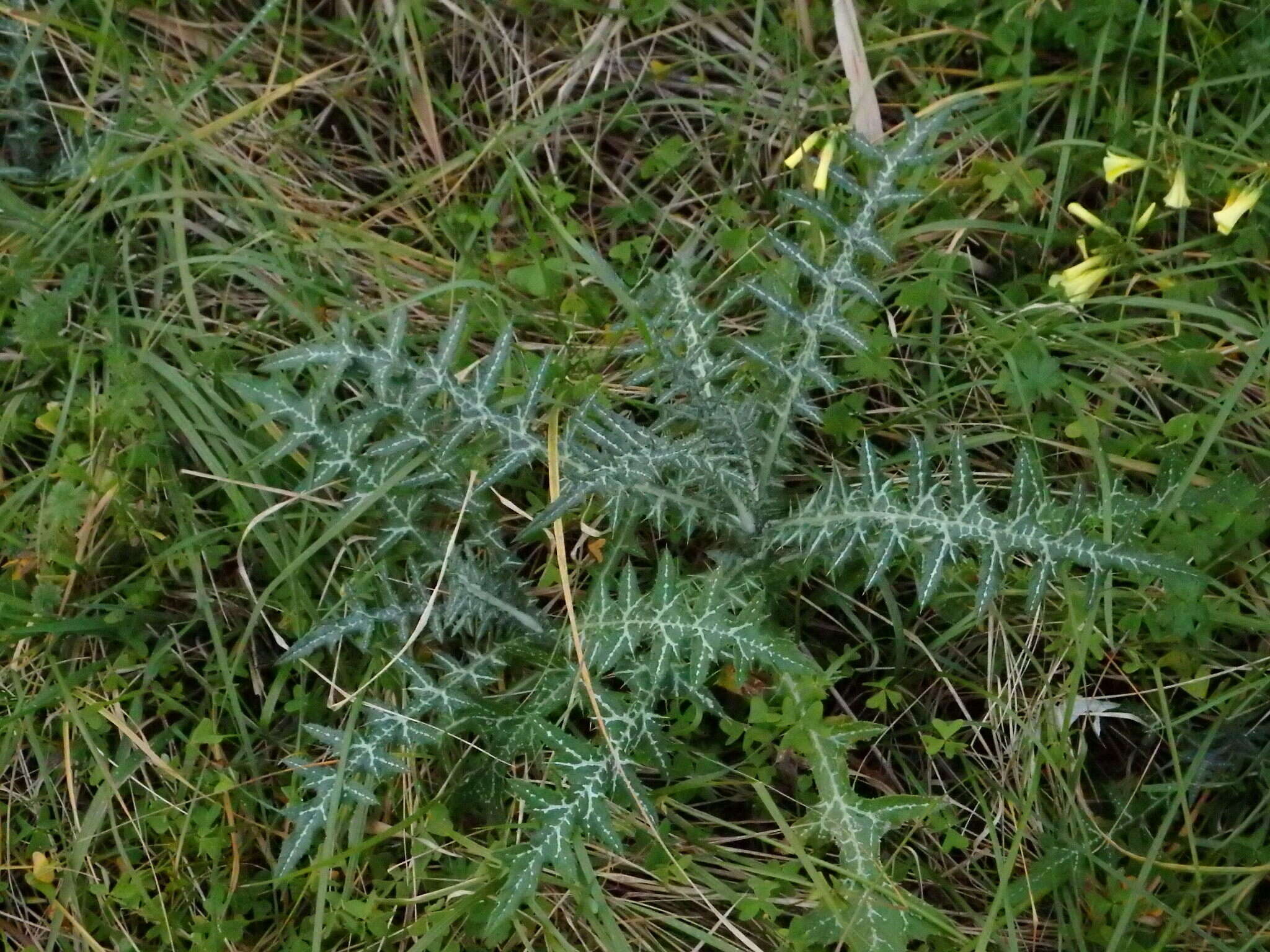 Image of Boar Thistle