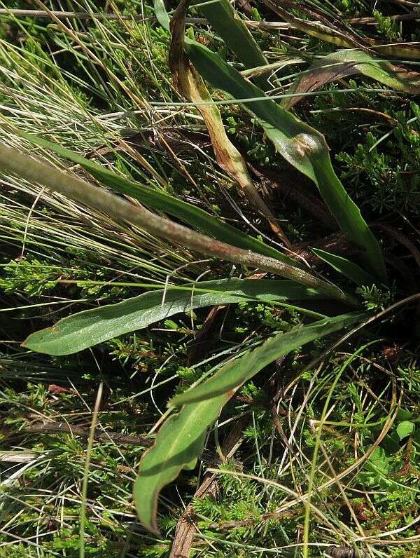 Image of Microseris lanceolata (Walp.) Sch. Bip.