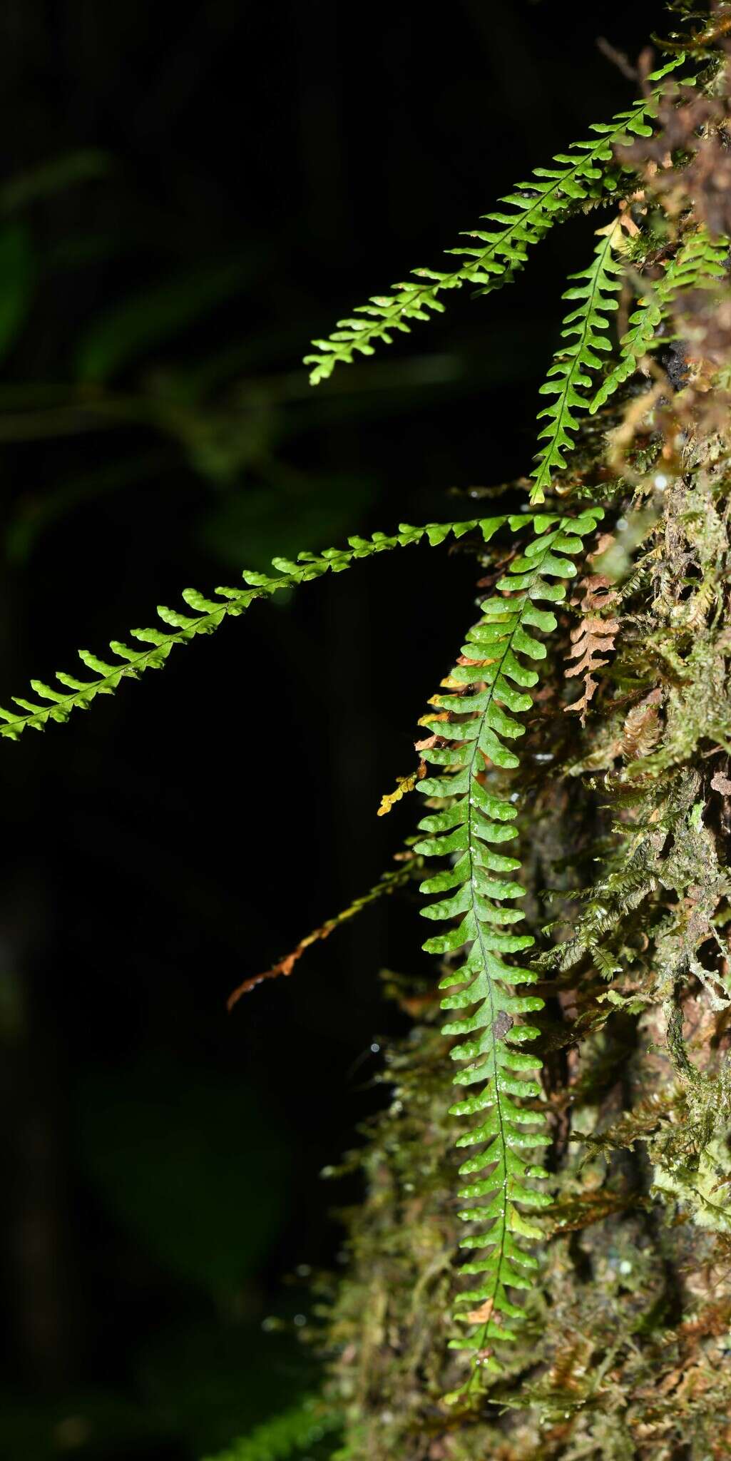 Image of Jamaican lellingeria