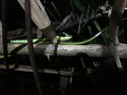 Image of Beautiful Bronzeback Tree Snake