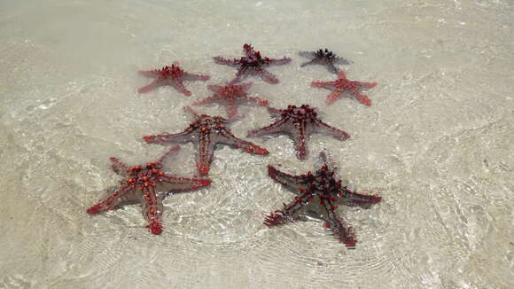 Image of African red knob sea star