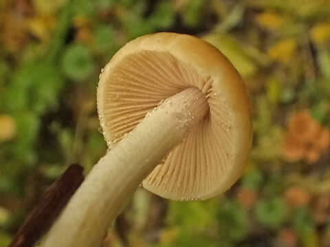 Plancia ëd Conocybe striipes (Cooke) S. Lundell 1953