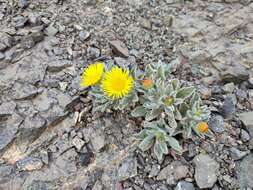 Image of Pulicaria canariensis C. Bolle