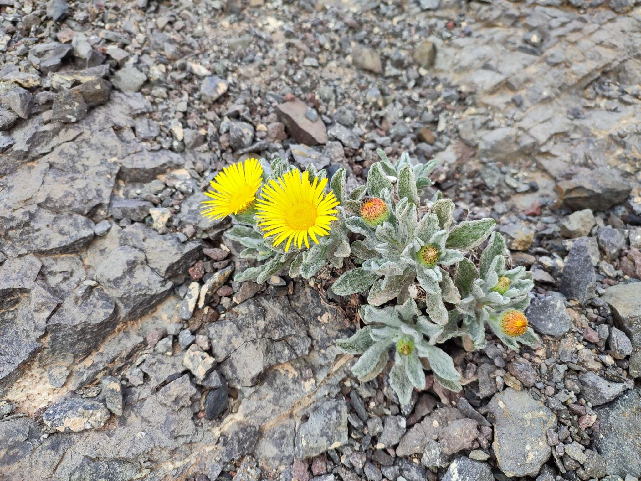 Imagem de Pulicaria canariensis C. Bolle