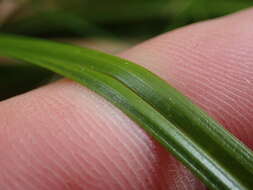 Sivun Carex uncinata L. fil. kuva