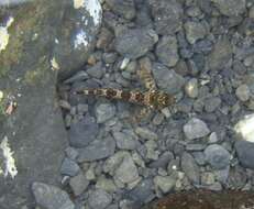 Image of Mottled Twister