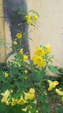 Image of shrubby woodsorrel