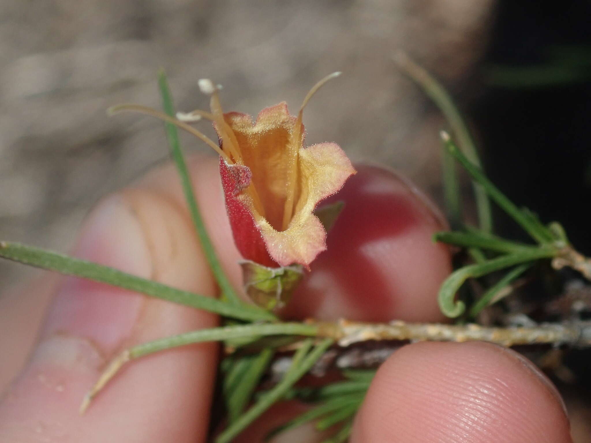 صورة Eremophila latrobei subsp. glabra (L. S. Smith) R. J. Chinnock