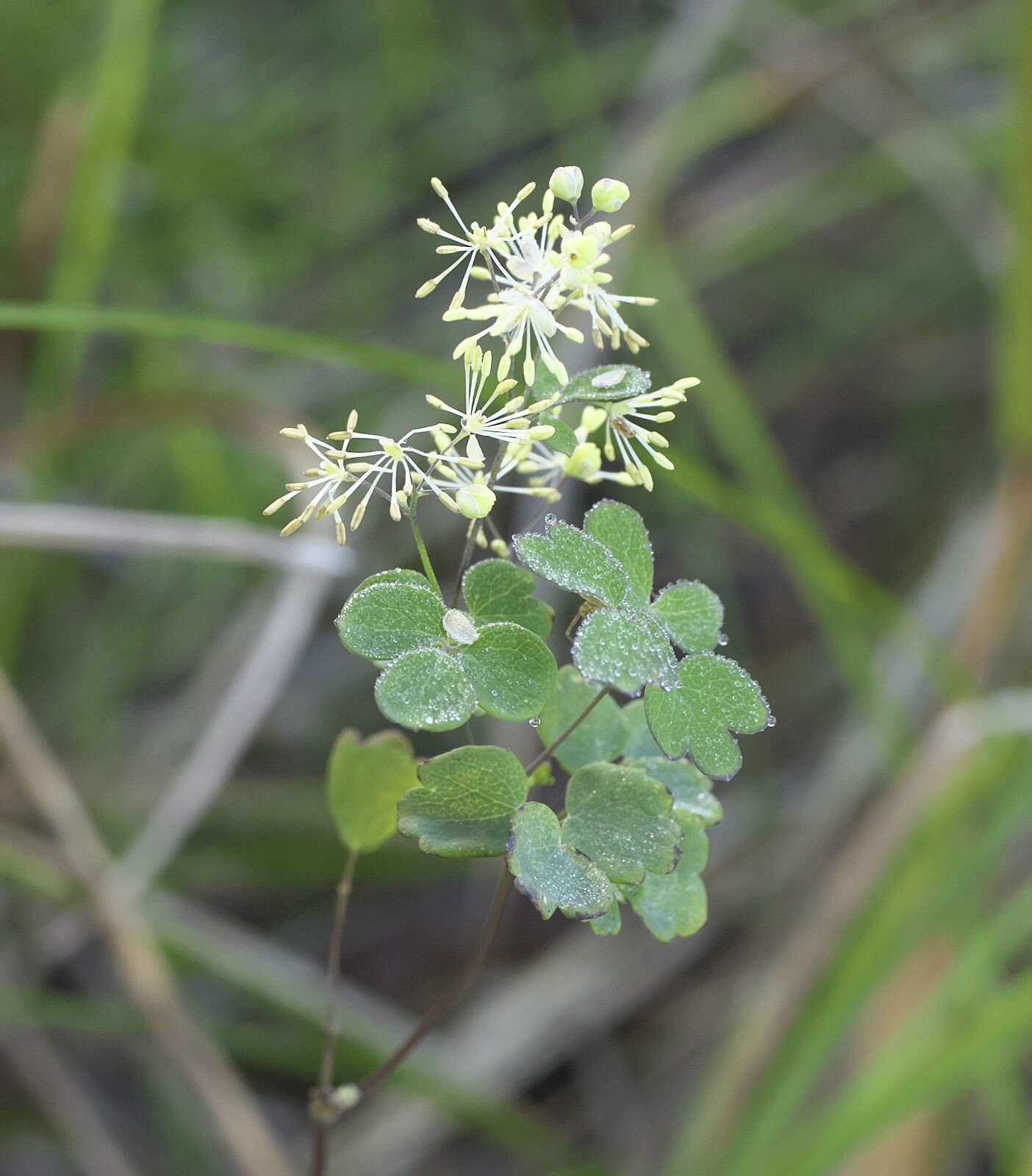 Image of Thalictrum minus subsp. thunbergii (DC.) Vorosh.