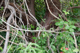 Plancia ëd Arctostaphylos morroensis Wiesl. & Schreiber