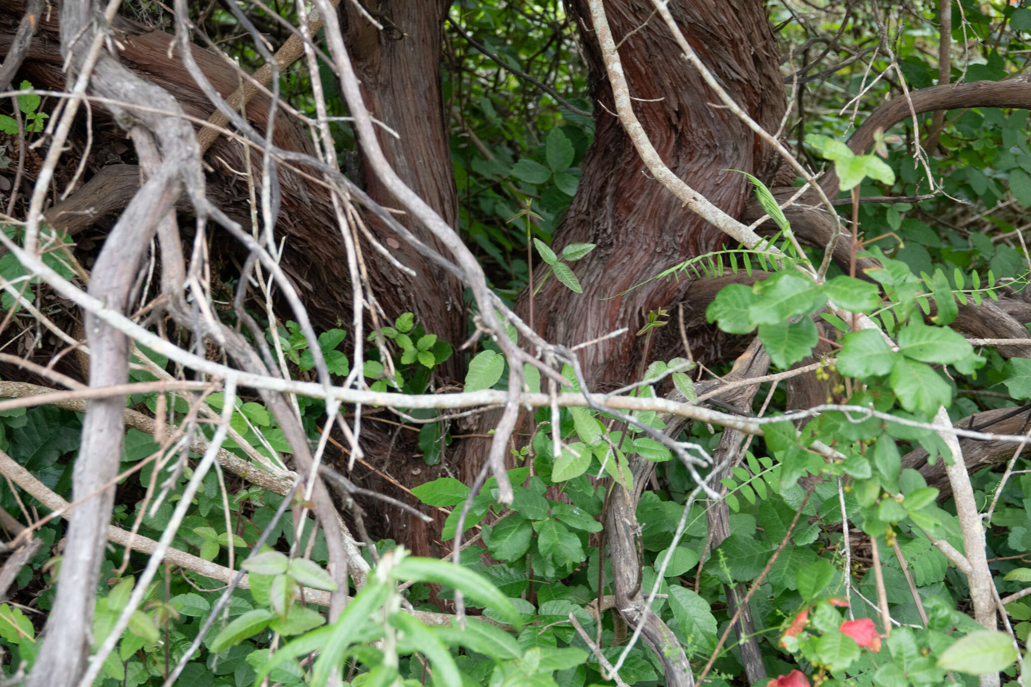 Plancia ëd Arctostaphylos morroensis Wiesl. & Schreiber