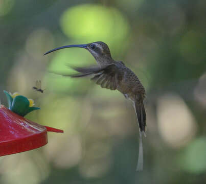 Image of Great-billed Hermit