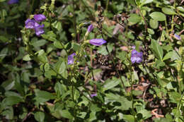 صورة Penstemon cardwellii Howell