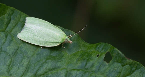 Image of green oak tortrix