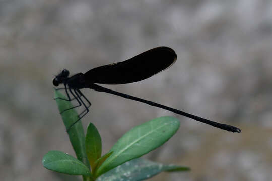 Image of Smoky Rubyspot