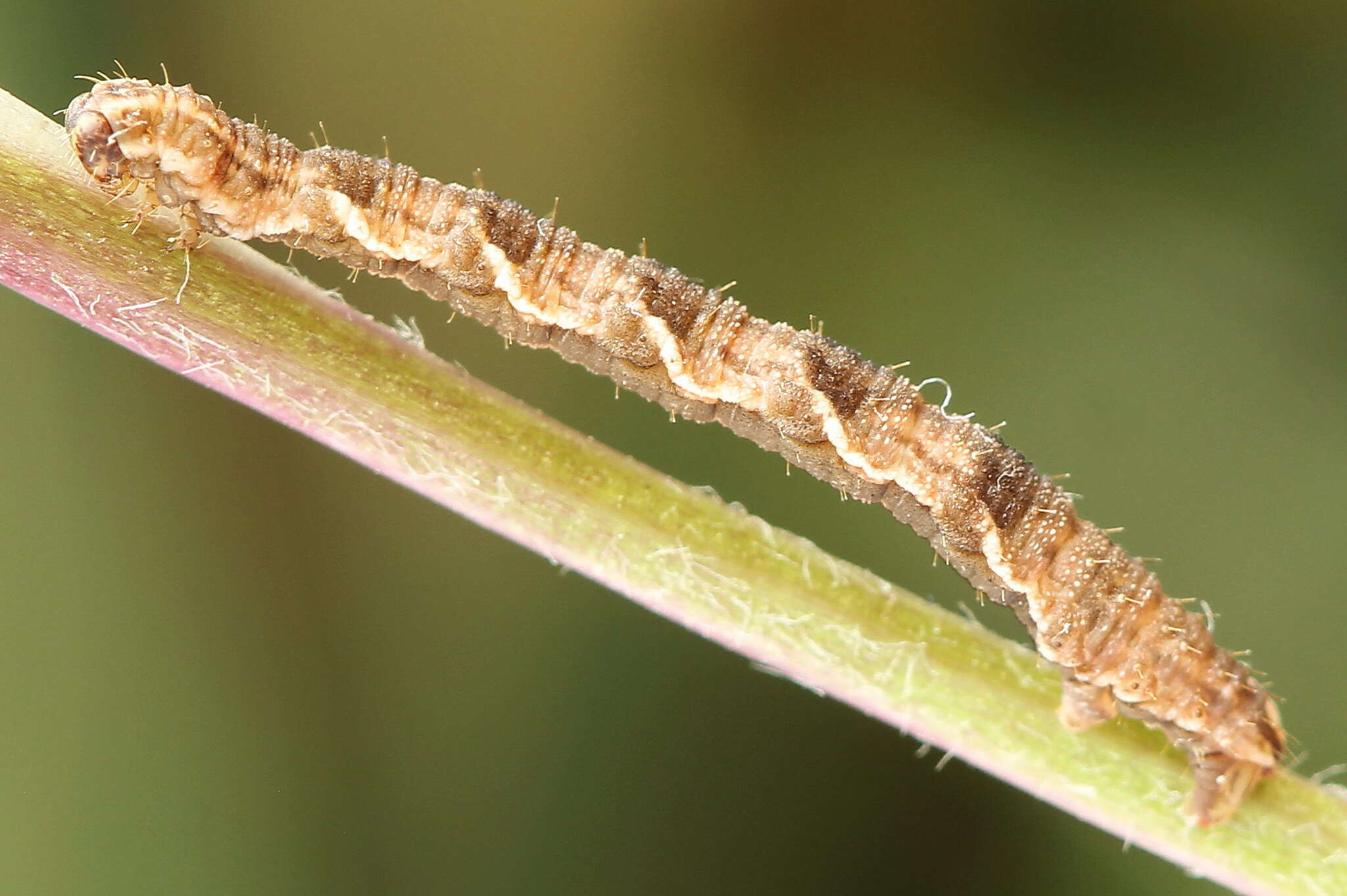 Image de eupithécie de la verge dor