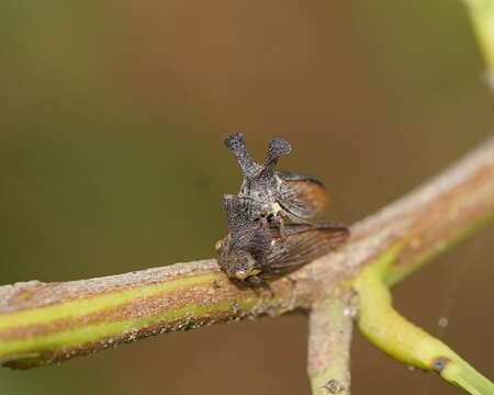 Image of Ceraon tasmaniae Fairmaire