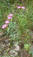 Image of Dianthus caucaseus Sims