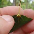 Image of <i>Eriophyes diversipunctatus</i>