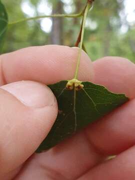 Imagem de <i>Eriophyes diversipunctatus</i>