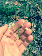 Image of Small-Flower Poison Camas