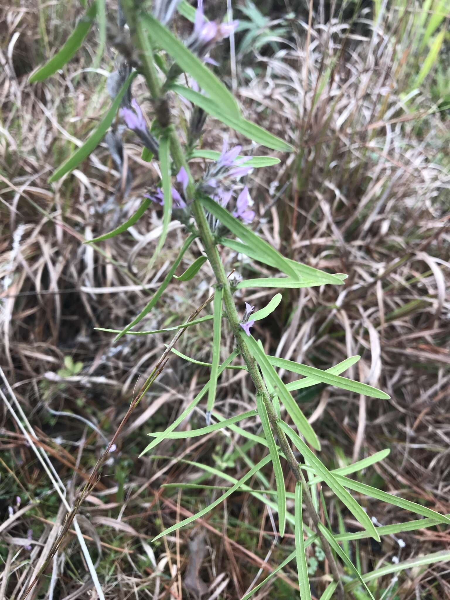 Слика од Liatris elegans (Walt.) Michx.