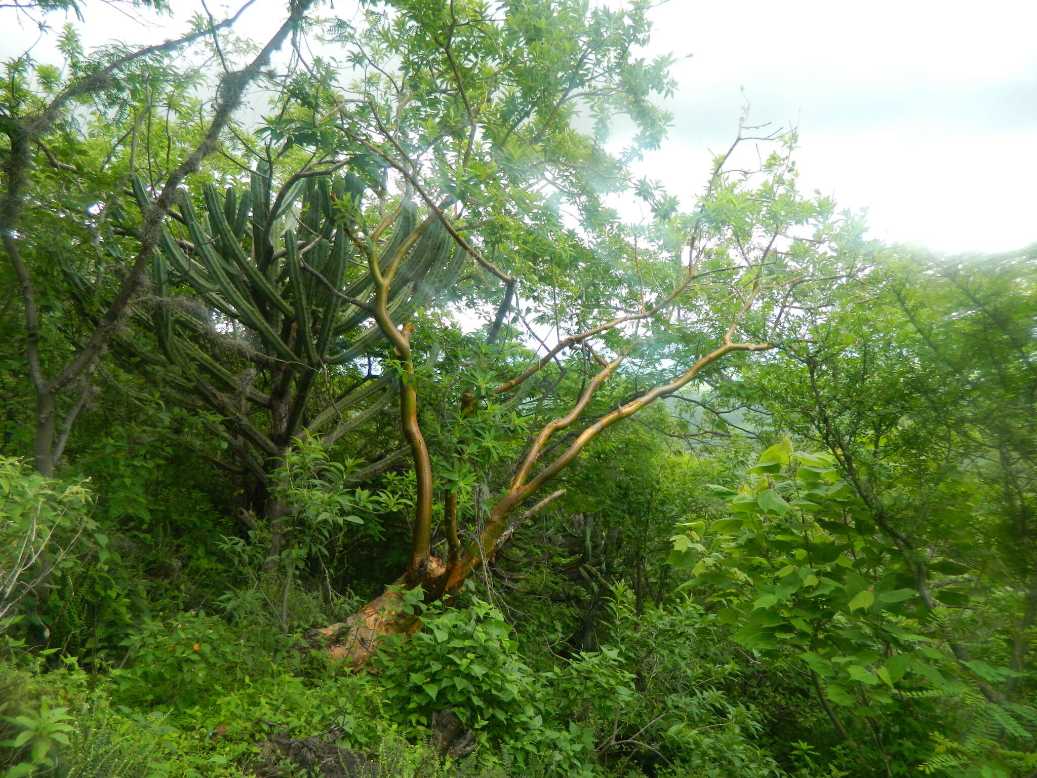 Image of Euphorbia tanquahuete Sessé & Moc.