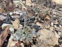 Image of granite buckwheat