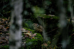 Image of Northern Pika