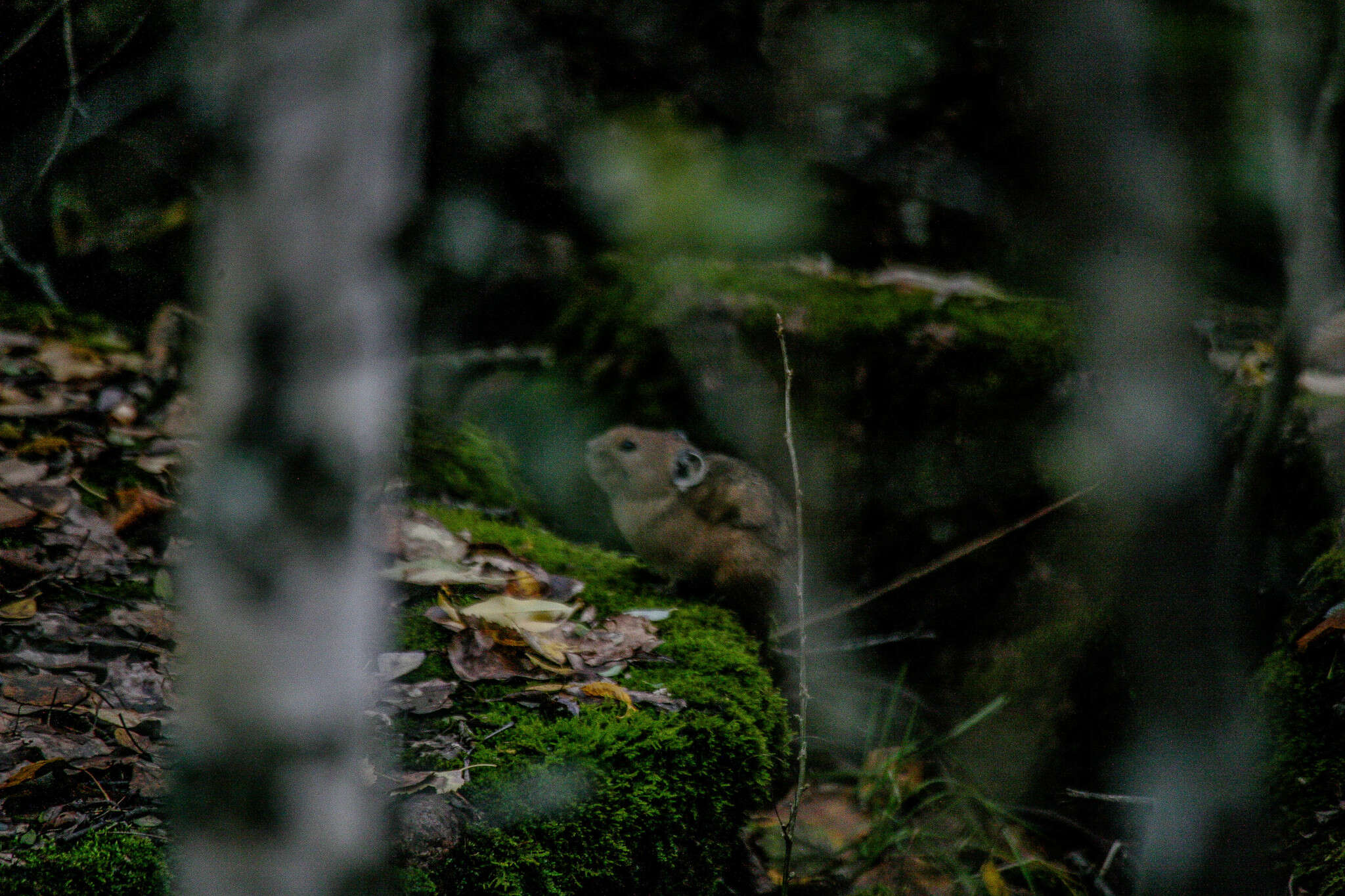 Image of Northern Pika