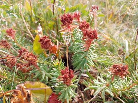 Image of Rhodiola algida (Ledeb.) Fisch. & C. A. Mey.