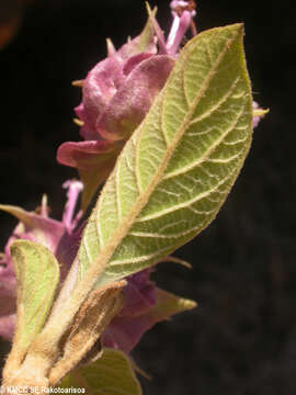 Image of Clerodendrum involucratum Vatke