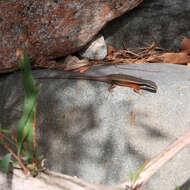 Image of Black-throated Rainbow-skink