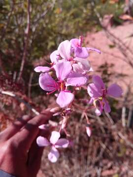 Слика од Dichaetanthera crassinodis Baker